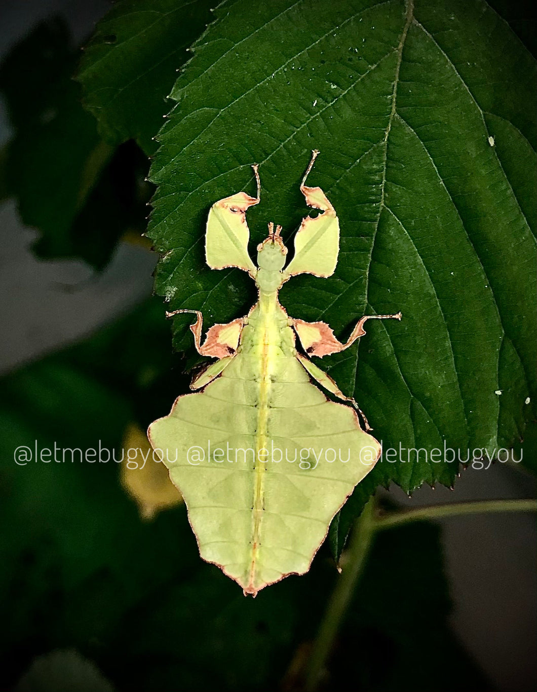 Pulchriphyllium giganteum