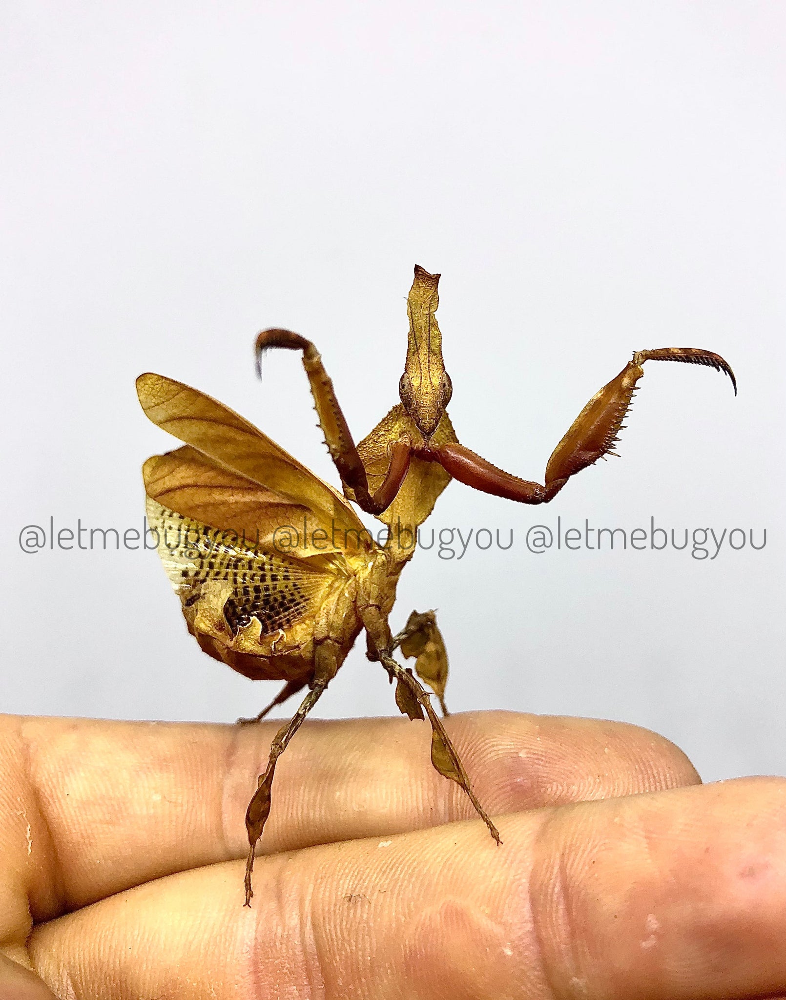 african ghost mantis