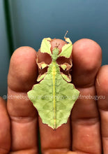 Cargar imagen en el visor de la galería, Pulchriphyllium giganteum
